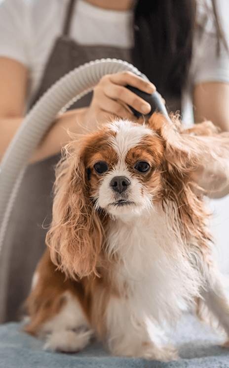 Cavalier King Charles Spaniel being groomed