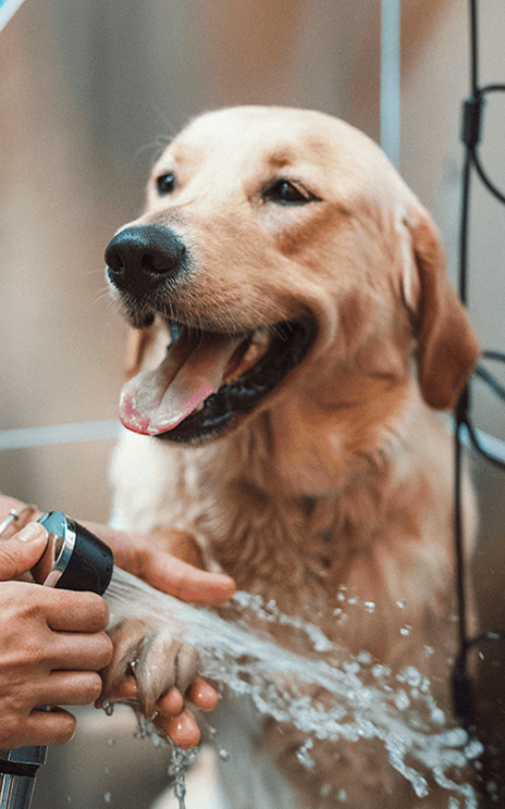 Golden Retriever being washed