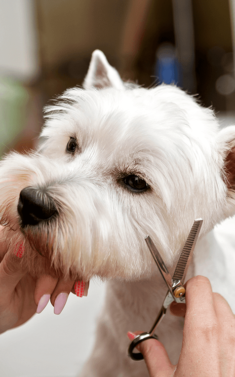 West Highland Terrier being groomed