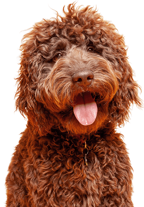 Brown curly-haired dog