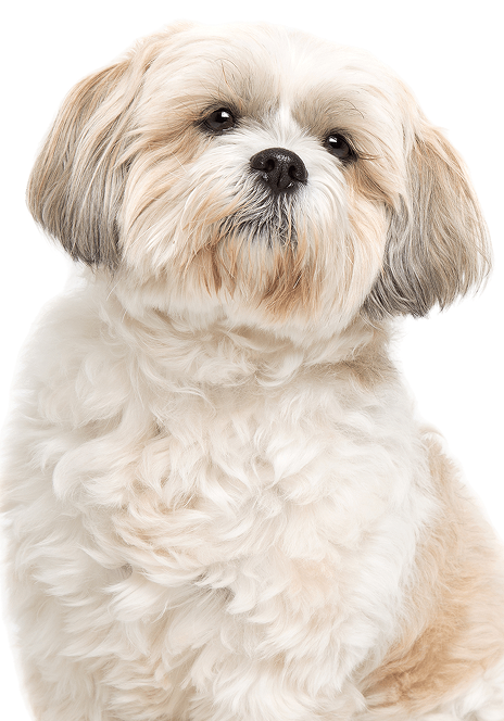 White Shih Tzu